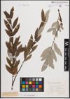 Foto von Salix caprea L. x Salix eleagnos Scop.
